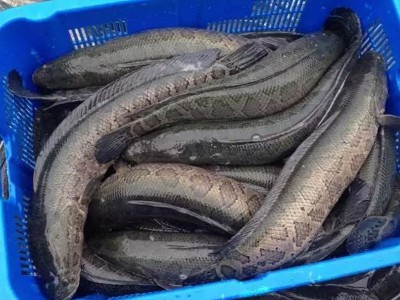 大量长期供应苏浙鲁沪地区生鱼成鱼生态养殖淡水黑鱼活鱼乌鱼图5