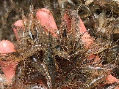 兴化人工养殖小河虾新鲜小河虾小湖虾现捕草虾青虾速冻图4