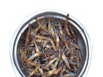 兴化人工养殖小河虾新鲜小河虾小湖虾现捕草虾青虾速冻图2