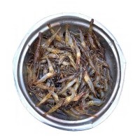 兴化人工养殖小河虾新鲜小河虾小湖虾现捕草虾青虾速冻
