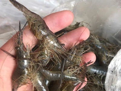 兴化人工养殖小河虾新鲜小河虾小湖虾现捕草虾青虾速冻图3