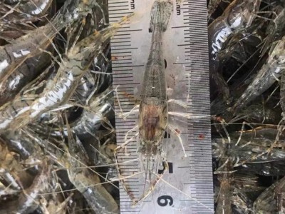 兴化人工养殖小河虾新鲜小河虾小湖虾现捕草虾青虾速冻图5
