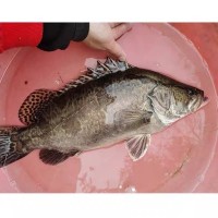 兴化淡水湖桂鱼鳜鱼鳌花鱼桂花鱼季花鱼新鲜