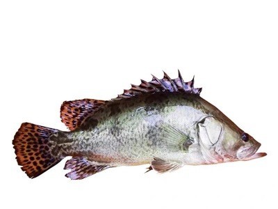 兴化淡水湖桂鱼鳜鱼鳌花鱼桂花鱼季花鱼新鲜图4