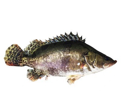 兴化淡水湖桂鱼鳜鱼鳌花鱼桂花鱼季花鱼新鲜图2