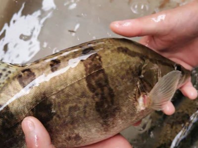 兴化淡水湖桂鱼鳜鱼鳌花鱼桂花鱼季花鱼新鲜图5