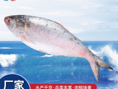 供应冰鲜鲥鱼 鲥鱼 缅甸鲥鱼 批发图5