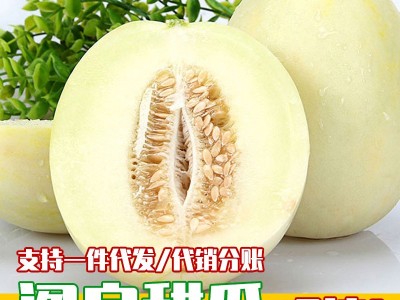 头茬阎良甜瓜9斤一件代发电商陕西水果货源非哈密瓜白色甜瓜图5