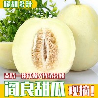 头茬阎良甜瓜9斤一件代发电商陕西水果货源非哈密瓜白色甜瓜