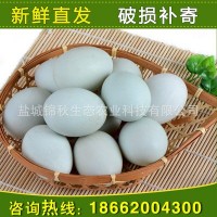 厂家销售 新鲜鸭蛋 散养 无添加剂 树林鸭蛋