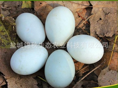 厂家销售 新鲜鸭蛋 散养 无添加剂 树林鸭蛋图5