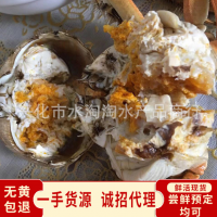 兴化大闸蟹螃蟹现货红膏全母蟹直供鲜活批发水产大闸蟹