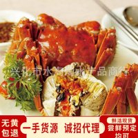 兴化大闸蟹螃蟹 现货红膏全母蟹直供鲜活批发水产大闸蟹