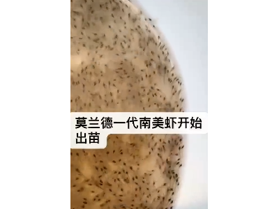 淡水一代二代南美白对虾苗 二次淡化斑节虾苗批发图4