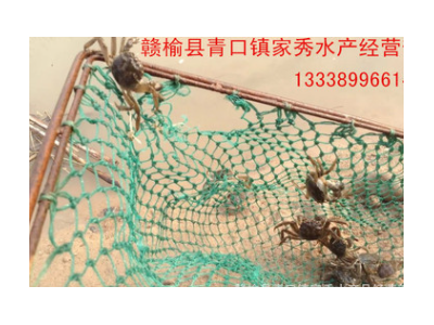 淡水一代二代南美白对虾苗 二次淡化斑节虾苗批发图2