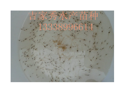 淡水一代二代南美白对虾苗 二次淡化斑节虾苗批发图3