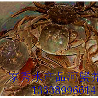 批发可养殖大闸蟹苗 长江系河蟹苗 淡水蟹苗