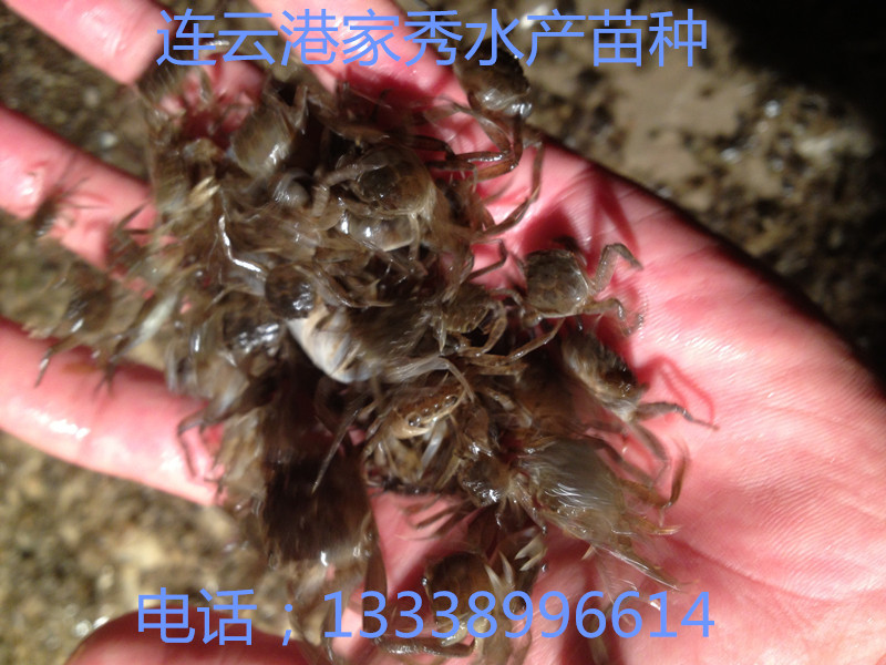 蟹苗
