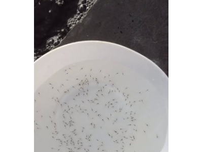 基地批发二次淡化白对虾苗 车虾苗 苗南美白对虾虾苗图2