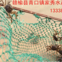 基地批发二次淡化白对虾苗 车虾苗 苗南美白对虾虾苗