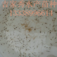东方虾苗 车虾苗 二次淡化白对虾苗 虾苗基地批发