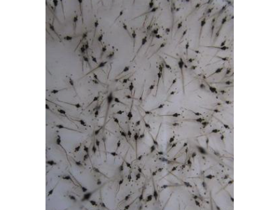 基地批发淡化南美白对虾虾苗 淡水虾苗 草虾苗黑虾苗图3