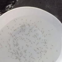 二次淡化白对虾苗 第一代二代南美白对虾虾苗 罗氏沼虾苗批发