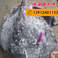 【一手货源】鳐鱼_琵琶鱼_魔鬼鱼_老板鱼