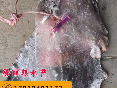 【一手货源】鳐鱼_琵琶鱼_魔鬼鱼_老板鱼图5