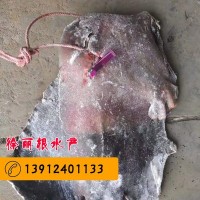 【一手货源】鳐鱼_琵琶鱼_魔鬼鱼_老板鱼