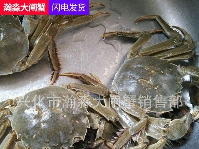 兴化大闸蟹 现捕螃蟹 3.5-4.5两公母河蟹多规格礼盒装鲜活大闸蟹图2