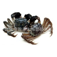 兴化大闸蟹 现捕螃蟹 3.5-4.5两公母河蟹多规格礼盒装鲜活大闸蟹