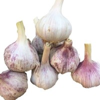 供应普白大蒜4.5-6.0cm 大蒜出口刚果斯里兰卡量大优惠