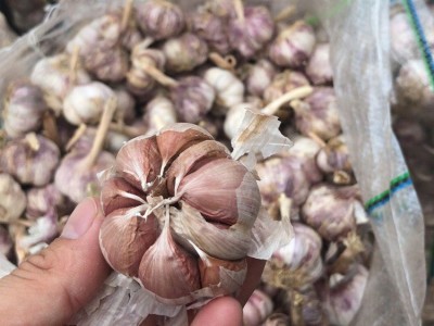 供应2021年出口大蒜 5-6.0cm发货 8元/kg 起订2kg，发货后不退图5