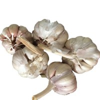 供应2021年出口大蒜 5-6.0cm发货 8元/kg 起订2kg，发货后不退