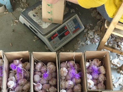 供应2021年出口大蒜 5-6.0cm发货 8元/kg 起订2kg，发货后不退图3