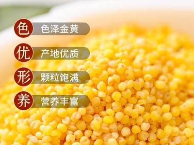 【黄小米500g 】汾都香 新米绿色杂粮农家粗粮孕妇月子宝宝粥图3