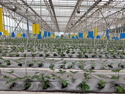 草莓无土栽培设备新型高空悬挂栽培受光均匀增加果实甜度图3