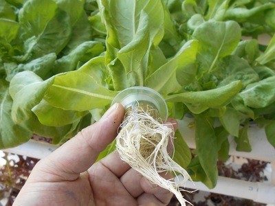 厂家管道式无土栽培设备家庭阳台种植蔬菜草莓水培水耕多层种菜机图4