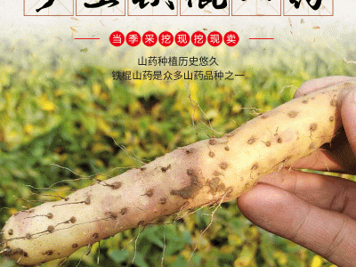 河南温县铁杆鲜淮山药 焦作垆土产地现挖怀山药 整根粉糯铁棍山药图5