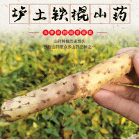 河南温县铁杆鲜淮山药 焦作垆土产地现挖怀山药 整根粉糯铁棍山药