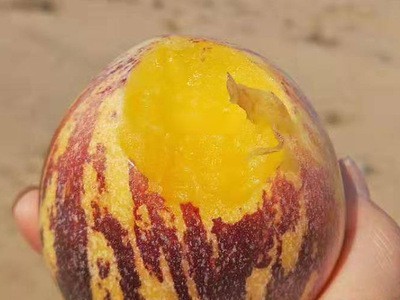 甘肃民勤人参果 沙漠种植 汁水饱满图4