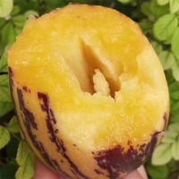甘肃民勤人参果 沙漠种植 汁水饱满