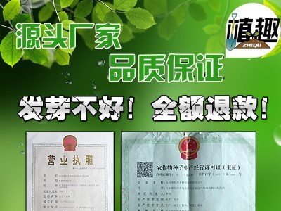 华骏杂交红栗南瓜种子红板栗甜栗红色甘甜面肉厚爬藤蔬菜瓜果种籽图3