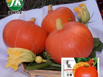 华骏杂交红栗南瓜种子红板栗甜栗红色甘甜面肉厚爬藤蔬菜瓜果种籽图5