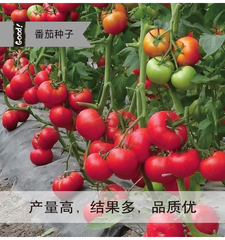 粉冠802-03-3