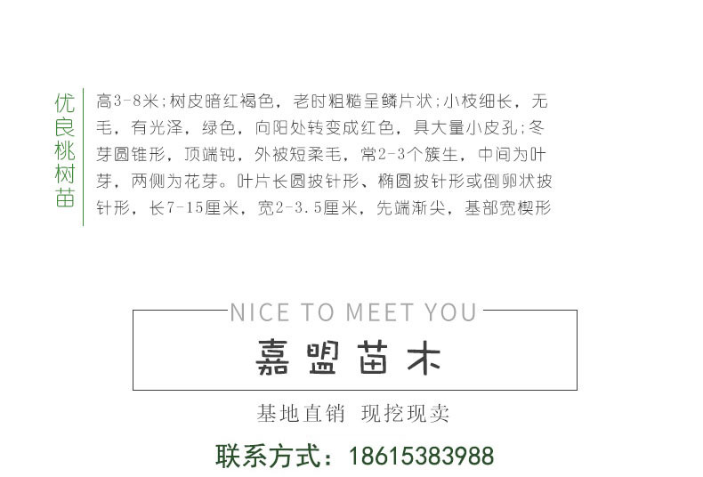 桃树-详情 (3) - 副本