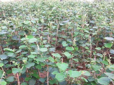 红心猕猴桃树基地批发多品种猕猴桃规格多奇异果价格从优图2