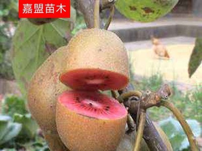 红心猕猴桃树基地批发多品种猕猴桃规格多奇异果价格从优图4