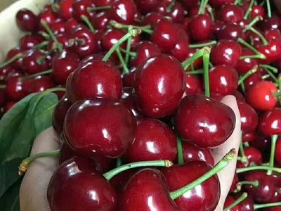 【顺丰】静和新鲜孕妇水果批发露天美早车厘子山东烟台大樱桃5斤图3